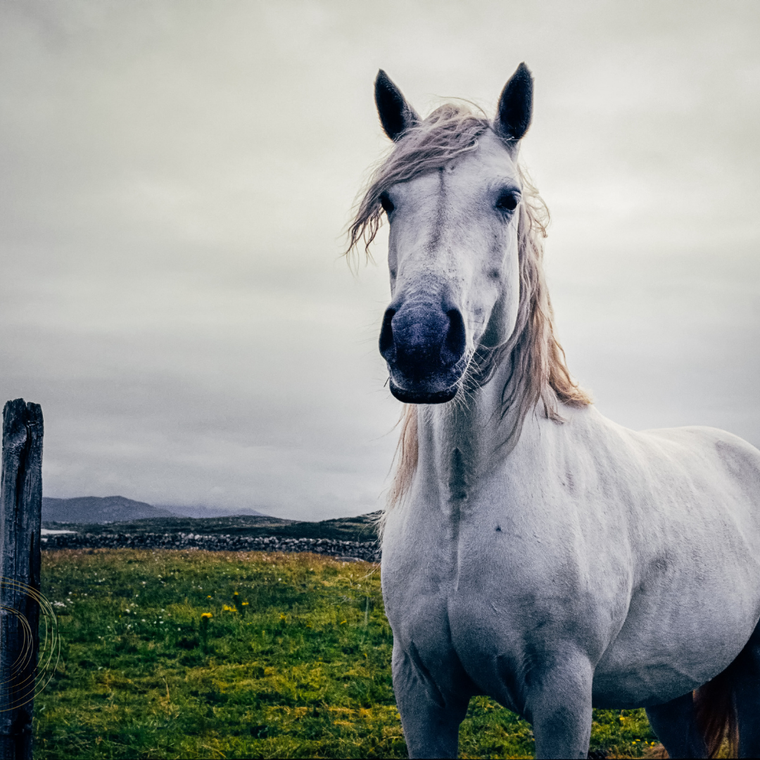 Connemara Pony on a hillside