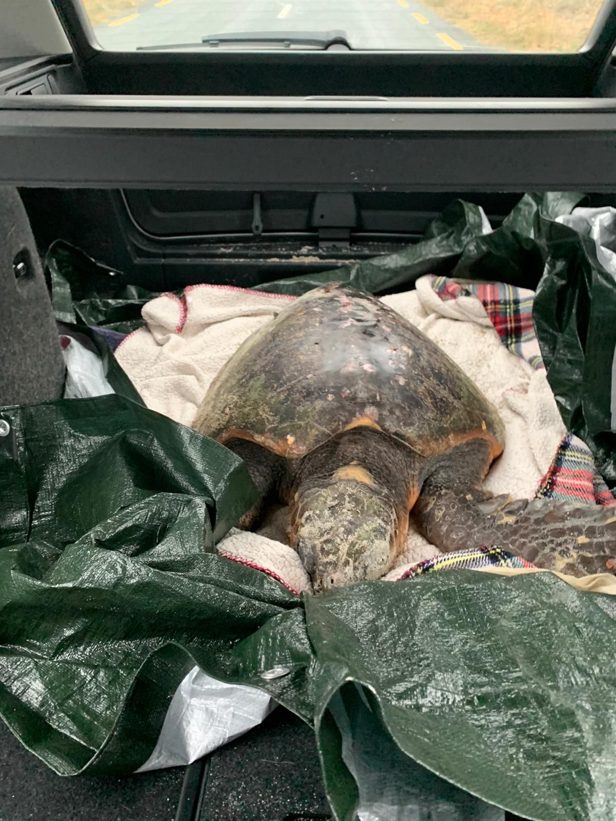 Lost at Christmas. A Turtle's Story.